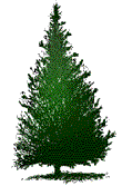 tree10